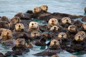 Sea Otters