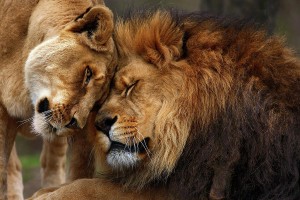 lions-in-love-emmanuel-panagiotakis